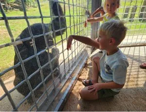 Two children interacting with a chimp.