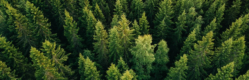 arial view of forest