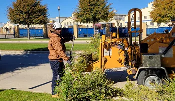 arborist caring for trees