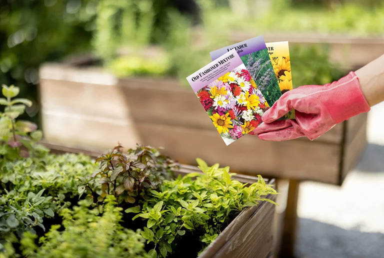 person holding a group of seed packets