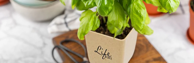 plant growing in a logoed planter