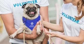 Pug wearing a purple branded bandana. 