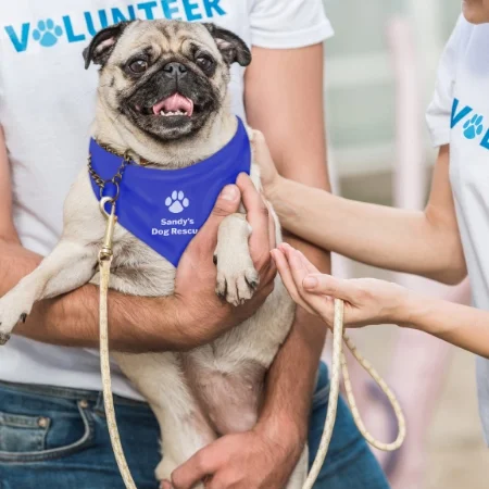 Pug wearing a purple branded bandana. 