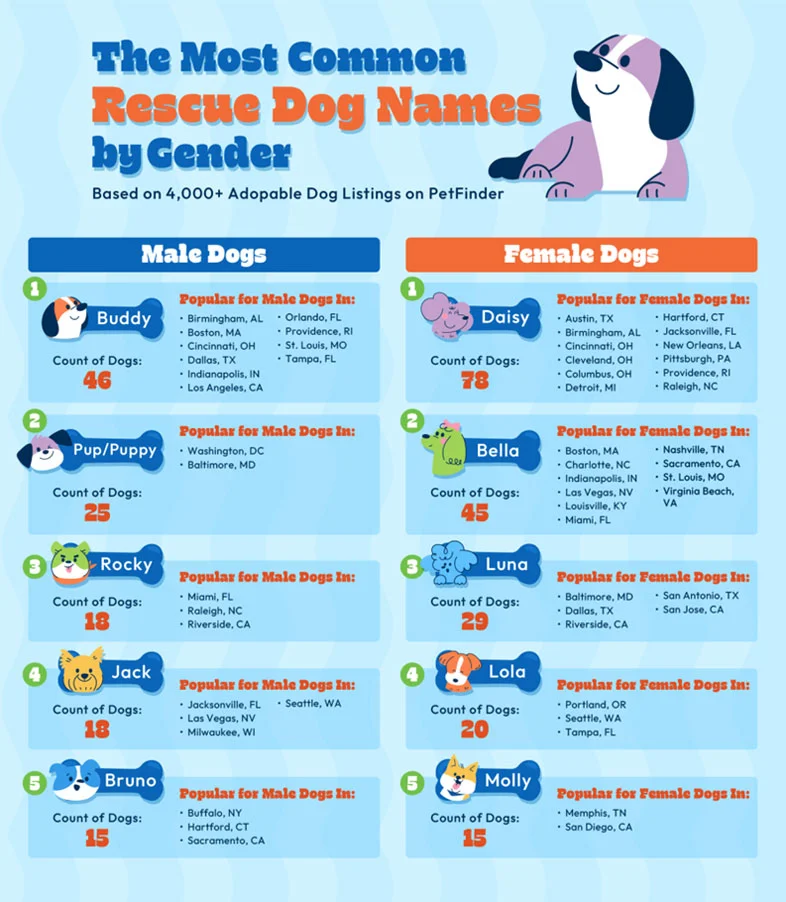 Infographic highlighting the most popular male and female dog names